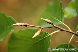 Attēlu rezultāti vaicājumam “Stachys sylvatica bud”