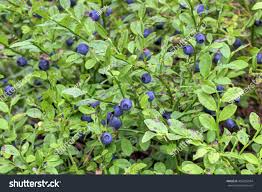 Attēlu rezultāti vaicājumam “Vaccinium myrtillus fruit”