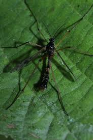 Attēlu rezultāti vaicājumam “Ptychoptera sp.”