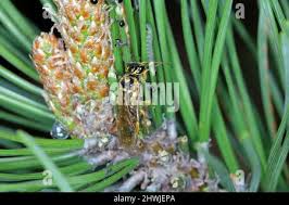 Attēlu rezultāti vaicājumam “Acantholyda posticalis”