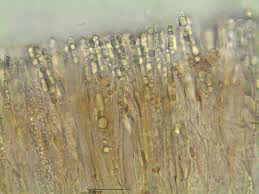 Attēlu rezultāti vaicājumam “Hymenoscyphus imberbis”