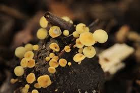 Attēlu rezultāti vaicājumam “Hymenoscyphus fructigenus”