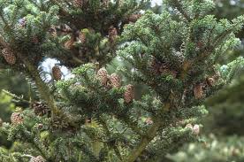 Attēlu rezultāti vaicājumam “Abies koreana”