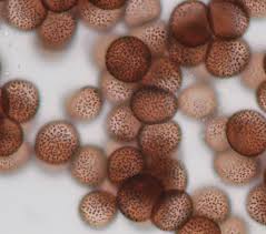 Attēlu rezultāti vaicājumam “Badhamia nitens spores”