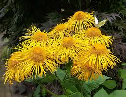 Image result for Telekia speciosa