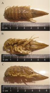 Attēlu rezultāti vaicājumam “Saduria entomon”