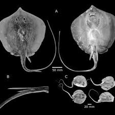 Image result for Hypanus sabinus