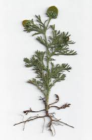 Attēlu rezultāti vaicājumam “Matricaria discoidea flower”