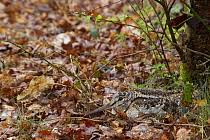 Attēlu rezultāti vaicājumam “Scolopax rusticola nest”
