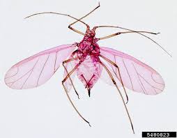 Attēlu rezultāti vaicājumam “Acyrthosiphon”