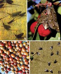 Attēlu rezultāti vaicājumam “Strongylosoma pallipes”