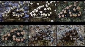 Attēlu rezultāti vaicājumam “Didymium serpula”