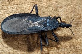 Attēlu rezultāti vaicājumam “Microstoma protracta”