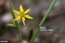 Attēlu rezultāti vaicājumam “Gagea lutea flower”