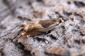 Attēlu rezultāti vaicājumam “Ancylis badiana”