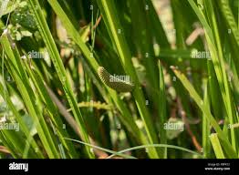 Attēlu rezultāti vaicājumam “Acorus calamus fruit”