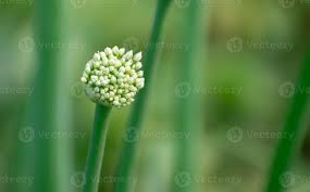 Attēlu rezultāti vaicājumam “Allium cepa bud”