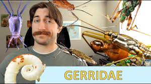 Attēlu rezultāti vaicājumam “Gerridae imago”