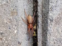 Attēlu rezultāti vaicājumam “Gnaphosidae”