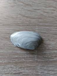 Attēlu rezultāti vaicājumam “Unio crassus”