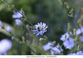 Image result for Zichorie