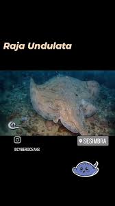 Image result for Raja undulata