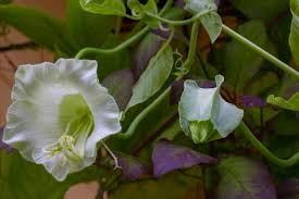 Image result for Glockenrebe