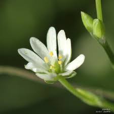 Attēlu rezultāti vaicājumam “Stellaria uliginosa”