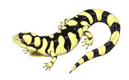 Attēlu rezultāti vaicājumam “Diderma tigrinum”