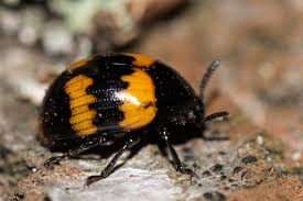 Attēlu rezultāti vaicājumam “Diaperis boleti”