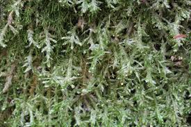 Attēlu rezultāti vaicājumam “Neckera complanata”