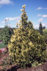 Attēlu rezultāti vaicājumam “Thuja plicata flower”