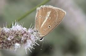 Attēlu rezultāti vaicājumam “Agrodiaetus amandus”