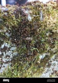 Attēlu rezultāti vaicājumam “Schistidium apocarpum”