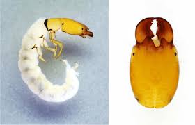 Attēlu rezultāti vaicājumam “Chaetopteryx villosa”