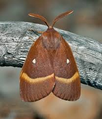 Attēlu rezultāti vaicājumam “Lasiocampa quercus imago”