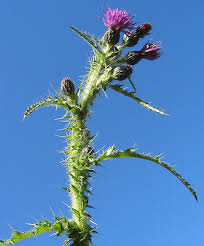 Attēlu rezultāti vaicājumam “Cirsium palustre flower”