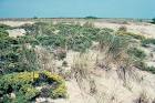 Wetlands delaware bay cape henlopen public domain image picture in gallery - via Daymix