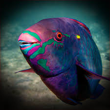 Image result for Scarus psittacus