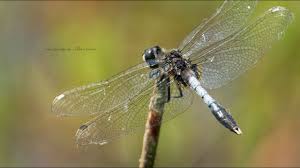 Attēlu rezultāti vaicājumam “Leucorrhinia caudalis”