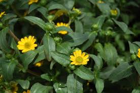 Image result for Sanvitalia procumbens