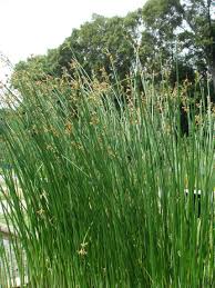 Attēlu rezultāti vaicājumam “Schoenoplectus lacustris subsp. lacustris”