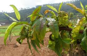 Attēlu rezultāti vaicājumam “Taphrina padi”