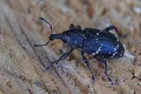 Attēlu rezultāti vaicājumam “Hylobius pinastri”