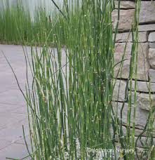 Attēlu rezultāti vaicājumam “Equisetum hyemale”