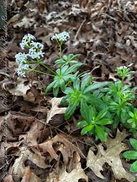 Attēlu rezultāti vaicājumam “Galium odoratum flower”