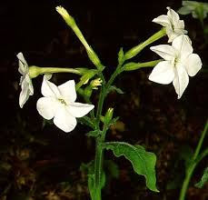 Image result for Nicotiana x sanderae