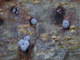 Attēlu rezultāti vaicājumam “Badhamia macrocarpa”