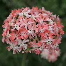 Image result for Lychnis chalcedonica `Dusky Salmon`