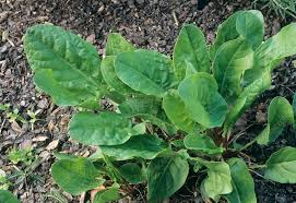 Attēlu rezultāti vaicājumam “Rumex acetosa leaf”